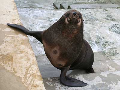 Chaff, our resident Fur Seal