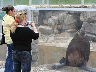 Jo and Teya taking a photo of Chaff, our resident Fur Seal