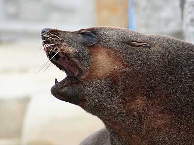 Chaff, our resident Fur Seal