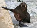 Chaff, our resident Fur Seal