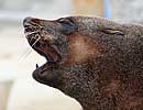 Chaff, our resident Fur Seal