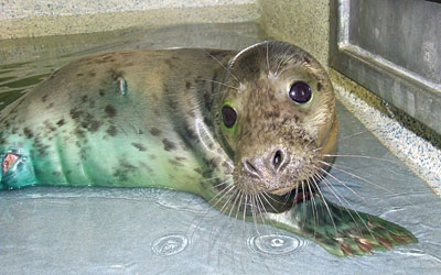 Photo of Cher was taken by Rachael Vine of the Cornish Seal Sanctuary