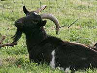 Churchill, our goat
