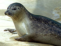 One of our Common Seals