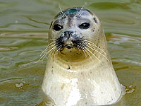One of our common seals