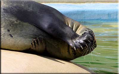 Sally, our resident common seal