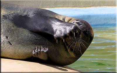 Sally, our resident common seal