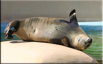 Sally, our resident common seal