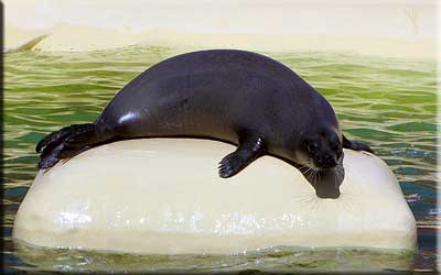 Amber, resident common seal