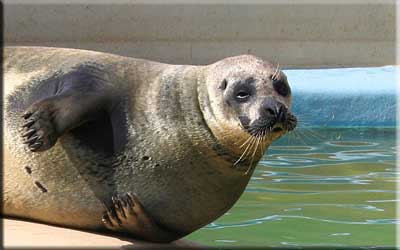 Sally, our resident common seal