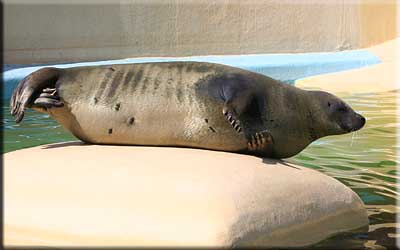 Sally, our resident common seal