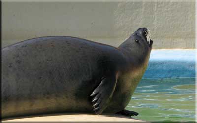 Sally, our resident common seal