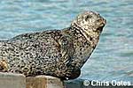 Common Seal