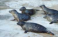 Some of the seal pups in the convalescence pool