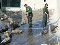 Convalescent Pool being cleaned by Dan and Amy (part of the Animal Care Team)