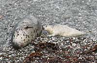 A pup with mum in a secluded cove along north Cornish 
Coast
