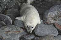 A pup within a secluded cove along north Cornish 
Coast
