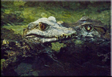 Crocodiles