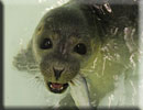 Crouch - rescued common seal pup 2010 season