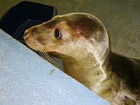 Cubert