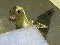 Cubert in the hospital - photo was taken on 20th March 2008
