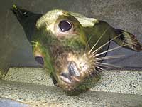 Cubert in the hospital - photo was taken on 20th March 2008