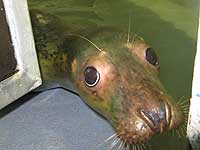 Cubert in the hospital - photo was taken on 9th April 2008