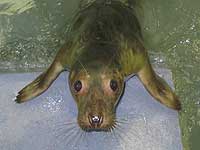 Cubert in the hospital - photo was taken on 9th April 2008