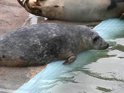 Cubert in the convalescence pool