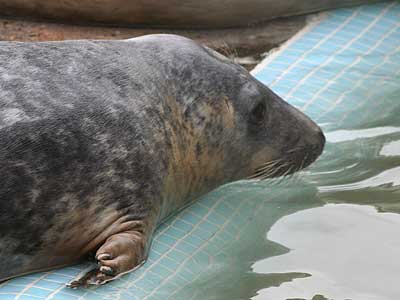 Cubert in the convalescence pool