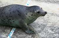Daisy in the convalescence pool - photo was taken on 30th December 2006