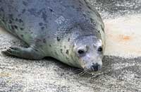 Daisy in the convalescence pool - photo was taken on 30th December 2006