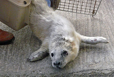 This photo of Skittles at the heliport in Penzance on 13th September 2008 was taken by Dave Jarvis