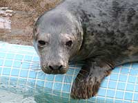 Davy in the outside pool - photo was taken on 20th March 2008