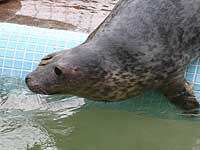 Davy in the outside pool - photo was taken on 20th March 2008
