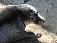 Davy in the convalescence pool - photo was taken on 9th April 2008
