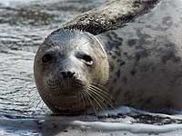 Davy in the convalescence pool - photo was taken on 9th April 2008