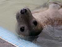 Davy in the convalescence pool