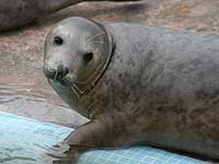 Davy in the convalescence pool