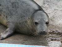 Dewy in the outside pool - photo was taken on 20th March 2008