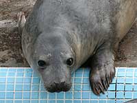 Dewy in the outside pool - photo was taken on 20th March 2008