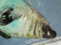 Digory, the third seal pup of the season for 2007/8