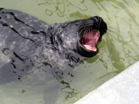 Digory in the nursery pool - photo was taken on 24th November 2007