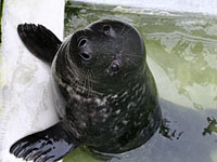 Digory in the nursery pool - photo was taken on 24th November 2007