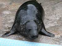 Digory in the convalescent pool - photo was taken on 27th December 2007