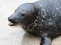 Digory in the convalescent pool - photo was taken on 27th December 2007