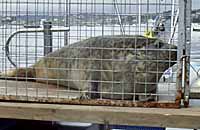 Dock in one of the transit cages