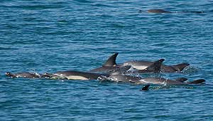A pod of Dolphins - Photo copyright Simon Bone