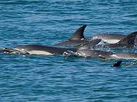 This pod of Dolphins was seen near Customs Quay, Falmouth on 9th June 2008 - Photo copyright of Simon Bone