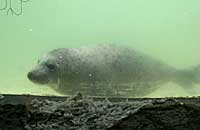 Photo of Doom was taken on 26th of February 2006 in the convalescence pool.  Doom's flipper (light green) tag number is 19